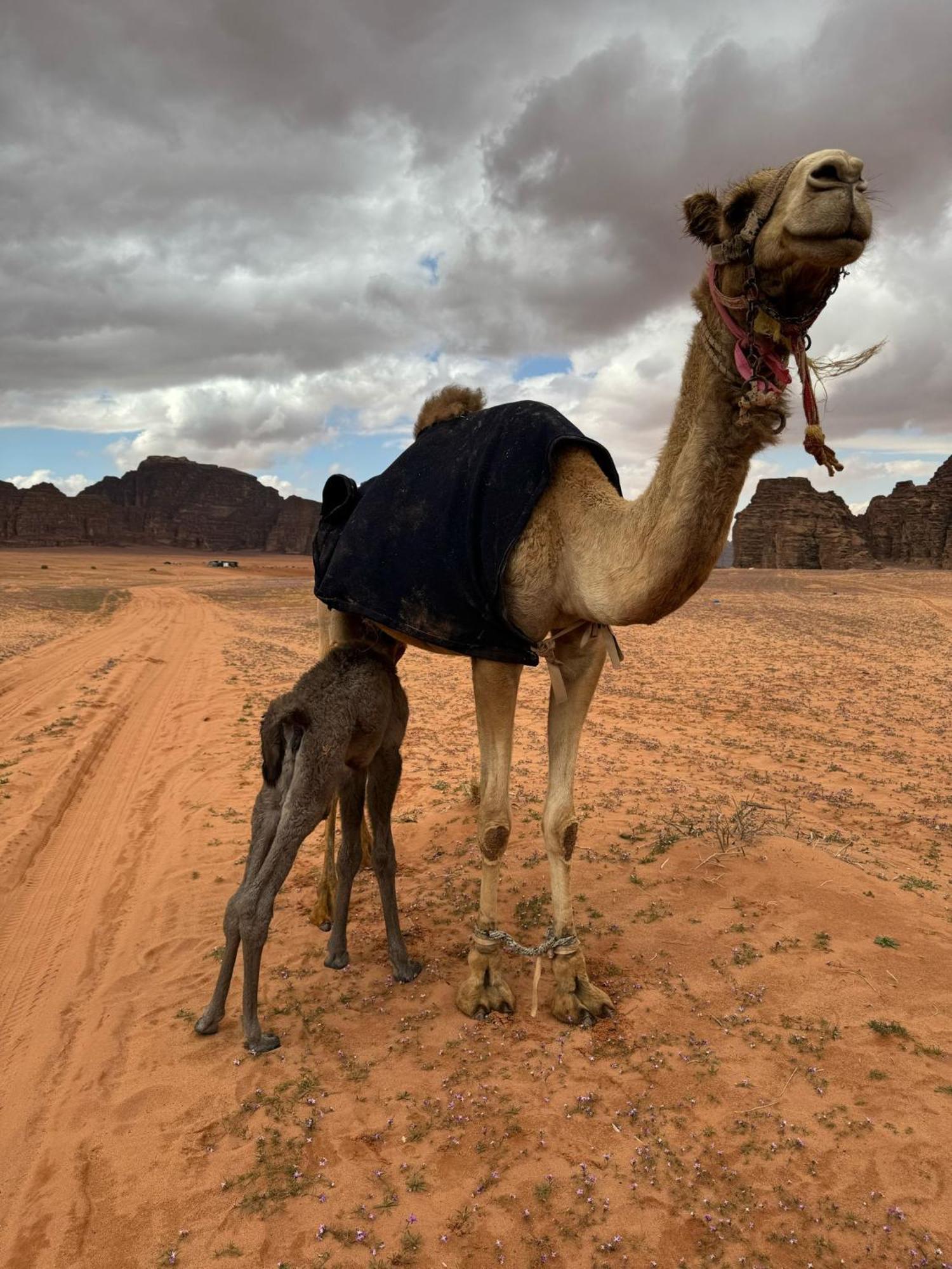 Hotel Sunrise Luxury Camp à Wadi Rum Extérieur photo